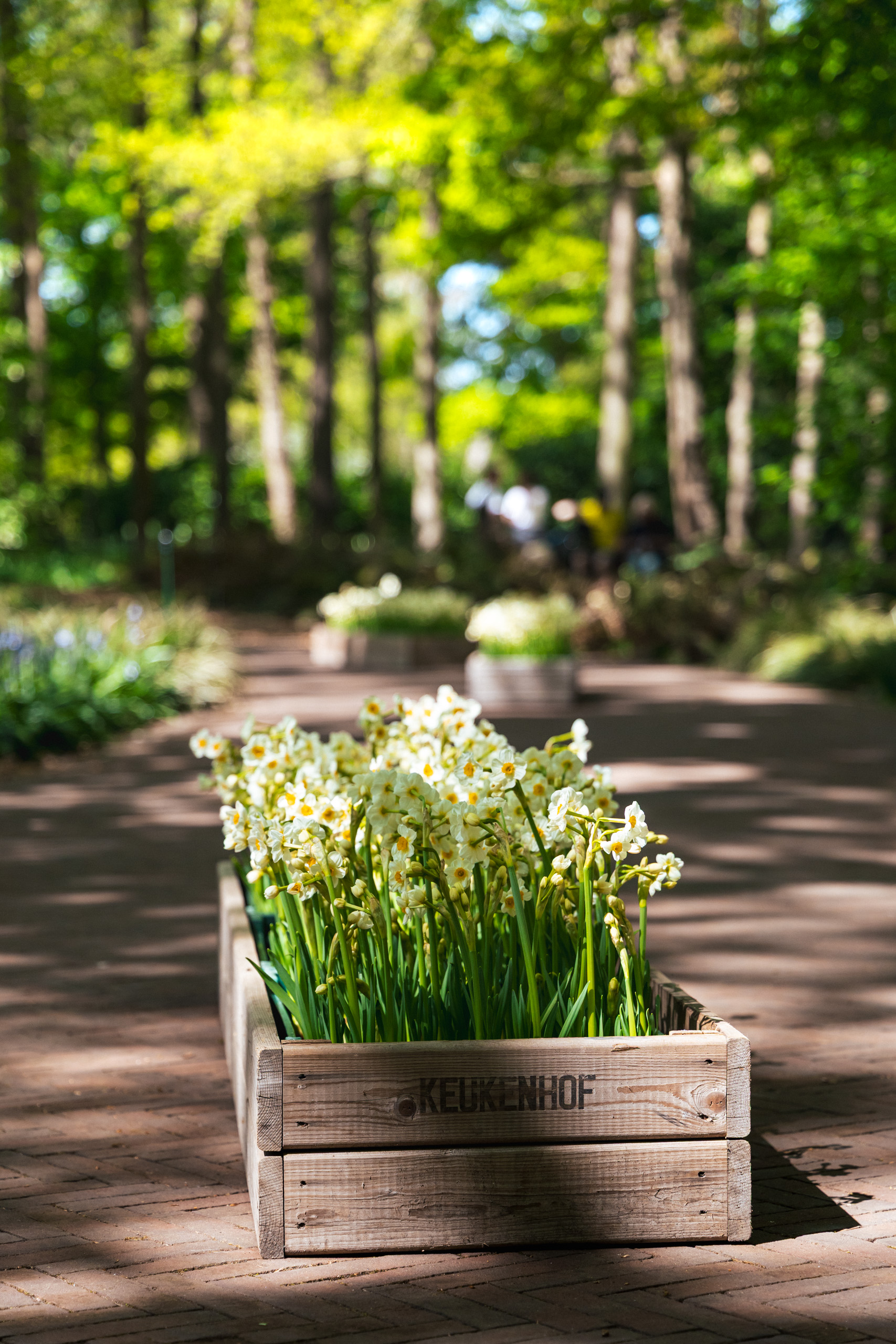 keukenhof 25 bpm 04
